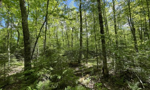 Northern WI, Sawyer County, 10 Acre Camp or Cabin Site!