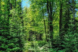Northern WI Wooded Land for Sale by All Sports Lake!