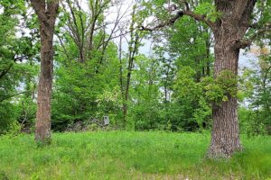 NW WI, 73 Acres of Woods with Little Round Lake and Apple River Waterfront!