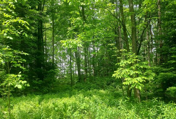 Hunters! Northern WI 80 Acres For Sale Bordering National Forest!