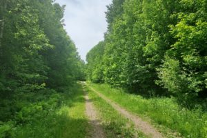 Hunters! Northern WI 80 Acres For Sale Bordering National Forest!
