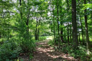Langlade County, WI Wooded Recreational Property Only $29,900!