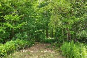 Langlade County, WI 10 Acre Wooded Recreational Property!