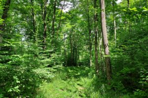 Langlade County, WI 10 Acre Wooded Recreational Property!