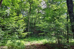 76 acres with Stream and Stunning Mixture of Woods