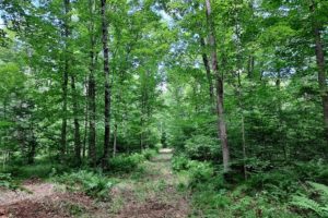 52 acres with over ¼ Mile of Frontage on Langlade County Forest!