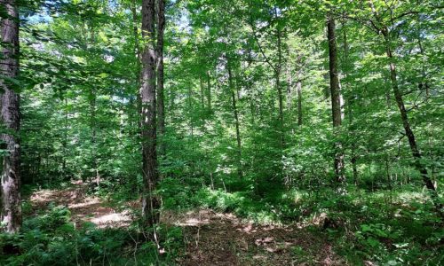 10 acres in Central WI Adjoins County Land