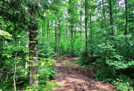2 Acres for Camping or Building near the Nicolet National Forest!