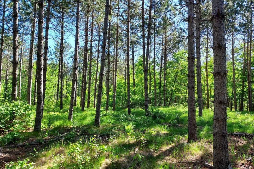 Wooded 6.5 Acre WI Camping/Building Site by Castle Rock Lake!