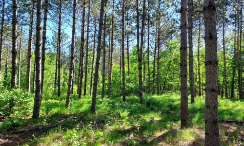 Wooded 6.5 Acre WI Camping/Building Site by Castle Rock Lake!