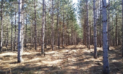 Central Wisconsin Juneau County 5.5 Acres for Sale by the Lake!