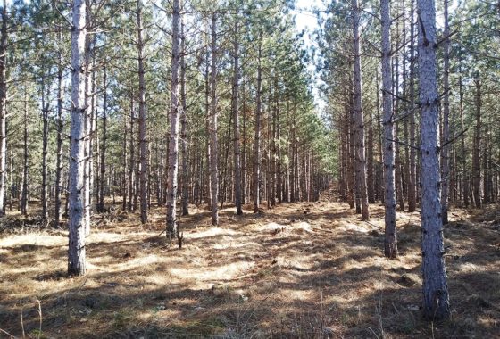 Central Wisconsin Juneau County 5.5 Acres for Sale by the Lake!