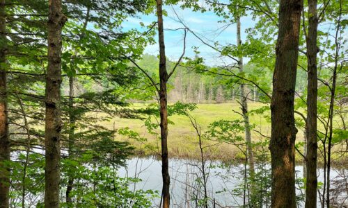 9.2 Acre Wooded Land with Pond - Build Your Dream Cabin!