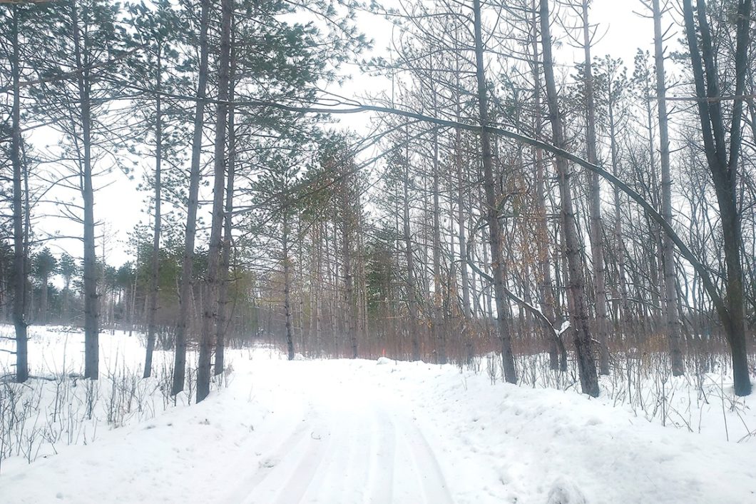 WI Land for Sale; 16 Acres of Woods and Wildlife in Polk County!