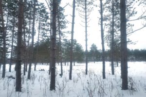 WI Land for Sale; 16 Acres of Woods and Wildlife in Polk County!