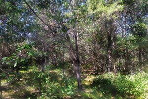 Central Wisconsin - 3 Acres for Camping/Building near State Land!