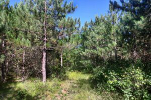 Central Wisconsin - 3 Acres for Camping/Building near State Land!