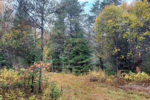 4-Acre Wooded Escape Ready For Your Dream Cabin