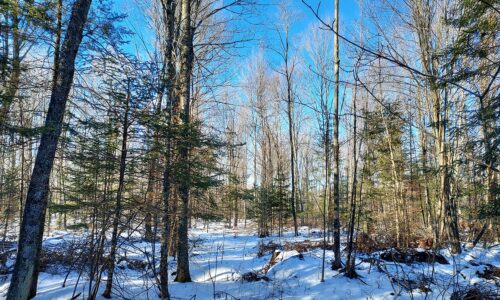 4+ Acre Wooded Land with Lake View in Forest County