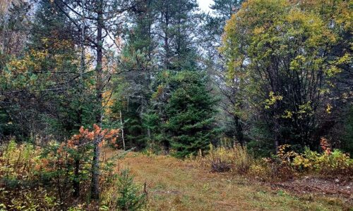Secluded 8-Acre Wooded Retreat near Crandon & Pickerel, WI