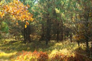 Secluded 8-Acre Wooded Retreat near Crandon & Pickerel, WI