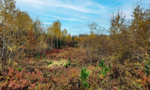 Secluded 3.2 Acre Wooded Land in Forest County, WI