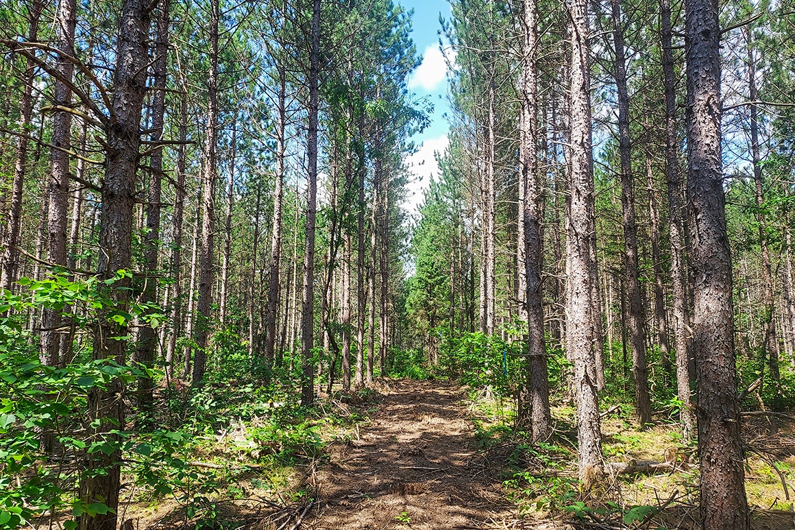 11 Acres Secluded Wooded Land near Tomahawk 64,900! 4Rivers Realty