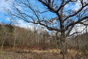 Secluded Land For Sale with Views of the Mississippi River – Vernon County, WI