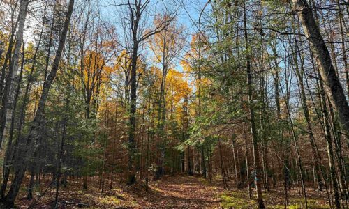 3-acre north-central lakeview property near Phillips, WI