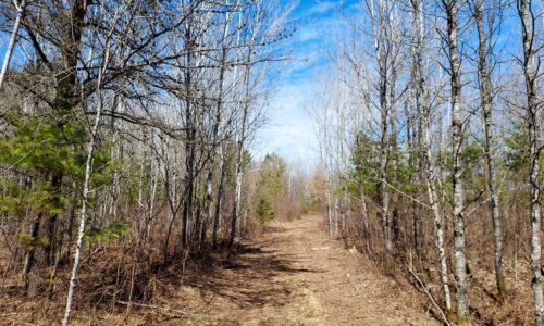 Wooded land for sale near Tomahawk, WI with 600’ of trout stream frontage
