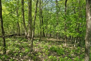 Blufftop property for sale with view of Mississippi River, in Southwest Wisconsin