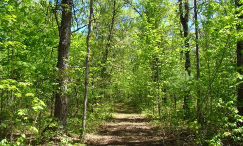 Wooded land for sale with State Land access in Northern Wisconsin