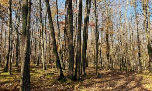 Buildable land for sale near Prentice, WI