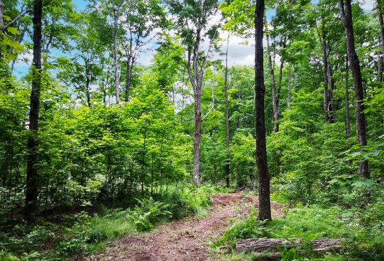 Wooded land for sale in Forest County, WI