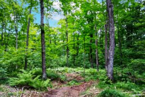 Wooded land for sale in Forest County, WI