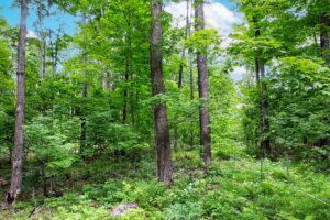 Wooded land for sale in Forest County, WI