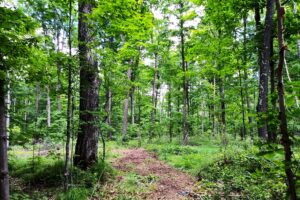 Wooded land for sale in Forest County, WI