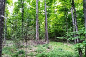Wooded land for sale in Forest County, WI