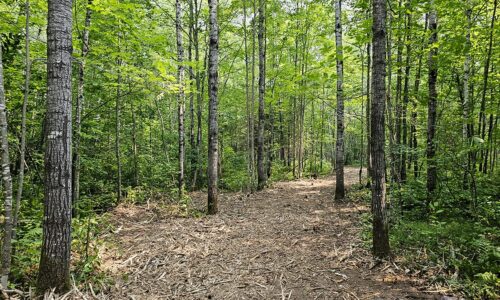 Land for sale in Northwest Wisconsin near Tuscobia State Trail.
