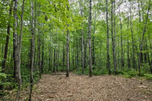 Recreational land for sale near Hayward, WI in Sawyer County