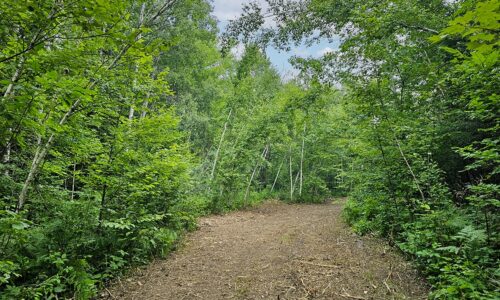 Wooded land for sale near Hayward, WI