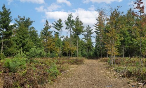 Buildable property for sale near Eau Claire Chain of Lakes