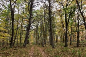 Secluded land for sale near Amberg, WI