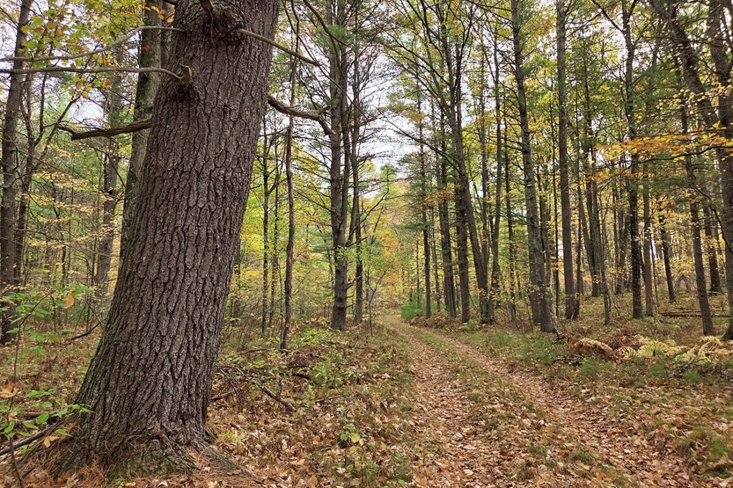 Secluded land for sale near Amberg, WI