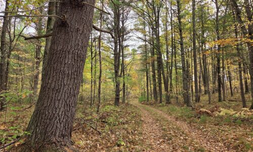 Secluded land for sale near Amberg, WI