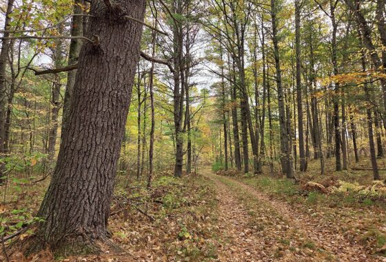 Secluded land for sale near Amberg, WI