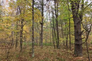 Secluded land for sale near Amberg, WI