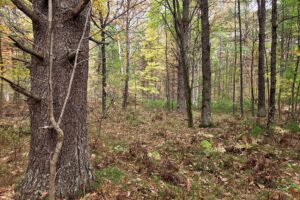Secluded land for sale near Amberg, WI
