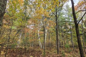 Secluded land for sale near Amberg, WI