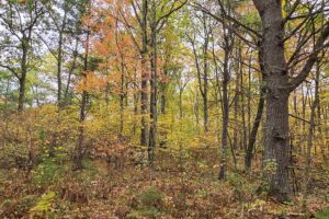 Secluded land for sale near Amberg, WI